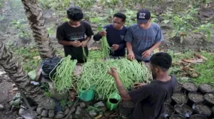 Panen Kacang Panjang Lapas Piru Bukti Nyata Pembinaan Kemandirian Warga Binaan Berjalan Produktif dan Berkelanjutan