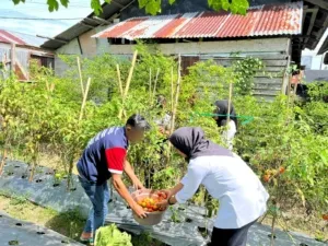 Warga Binaan Lapas Wahai Panen Tomat Segar, Dorong Kemandirian Pangan