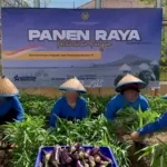 Panen Raya Serentak, Lapas Perempuan Palu Panen 40 Kg Sayuran