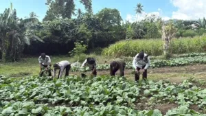 Dukung Ketahanan Pangan Nasional, Lapas Leok Panen Hasil Pertanian Warga Binaan