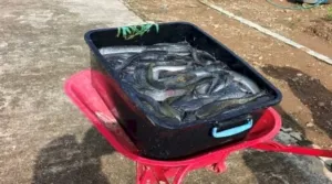 Lapas Banjarbaru Panen 70 Kg Ikan Lele, Dukung 15 Program Aksi Kemenimipas