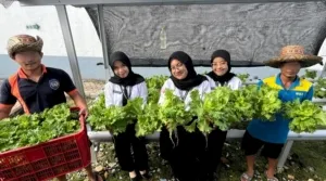 Lapas Kelas IIA Kotabaru Konsisten Panen Selada Hidroponik, Perkuat Pembinaan Kemandirian Bernilai Ekonomi