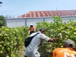 Buncis Hasil Pertanian Warga Binaan Lapas Namlea Jadi Pilihan Pengepul Sayuran