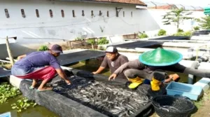 Lapas Kelas I Madiun Kembali Panen Lele di Branggang Eco Park