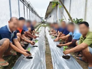 Lapas Kelas IIA Banjarmasin Optimalkan Brandgang Tanam 200 Terong Ungu