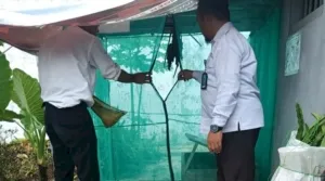 Lapas Metro Kembangkan Budidaya Maggot untuk Pakan Lele