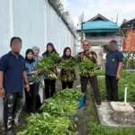 Lapas Amuntai Panen 25 Kilogram Kangkung dari Kegiatan Perkebunan Warga Binaan untuk Mendukung Pembinaan Kemandirian dan Ketahanan Pangan Internal