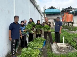 Lapas Amuntai Panen 25 Kilogram Kangkung dari Kegiatan Perkebunan Warga Binaan untuk Mendukung Pembinaan Kemandirian dan Ketahanan Pangan Internal