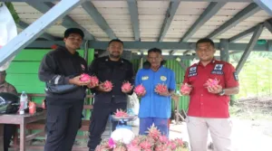 Panen Buah Naga Lapas Piru Tegaskan Pembinaan Kemandirian Berbasis Produktivitas dan Ketahanan Pangan (Dok. Istimewa)