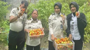 Panen Sayuran Lapas Wahai Buktikan Pembinaan Kemandirian dan Ketahanan Pangan Berjalan Nyata (Dok. Istimewa)