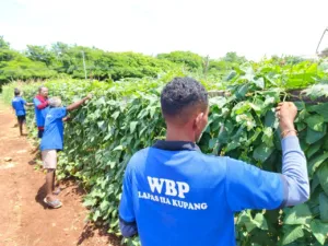 Lapas Kupang Sukses Dukung Ketahanan Pangan Nasional Lewat Panen Raya Serentak Pemasyarakatan (Dok. Istimewa)