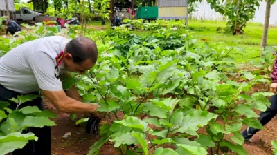 Lapas Kupang Sukses Dukung Ketahanan Pangan Nasional Lewat Panen Raya Serentak Pemasyarakatan (Dok. Istimewa)