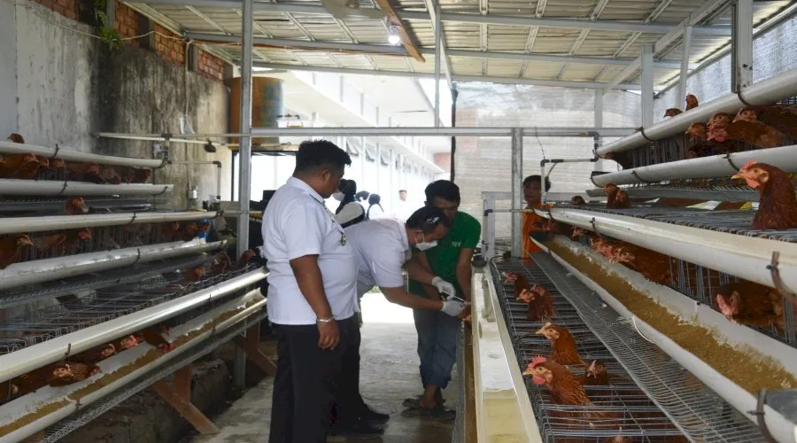 Lapas Kelas IIB Muara Sabak Perkuat Ketahanan Pangan melalui Vaksinasi Ayam Petelur (Dok. Istimewa)