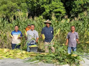 Lapas Namlea Optimalkan Lahan Idle dan Panen Ratusan Jagung Pulut Hibrida Secara Berkelanjutan (Dok. Istimewa)