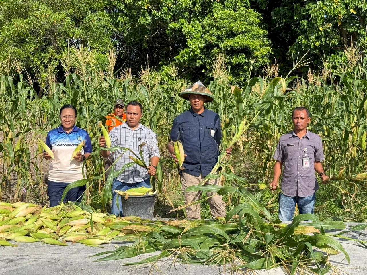 Lapas Namlea Optimalkan Lahan Idle dan Panen Ratusan Jagung Pulut Hibrida Secara Berkelanjutan (Dok. Istimewa)
