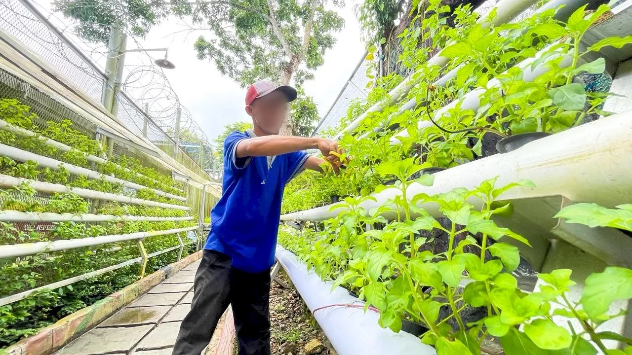 Lapas Narkotika Karang Intan Panen Daun Mint Hidroponik untuk Produksi Teh Mint Laskarin (Dok. Istimewa)
