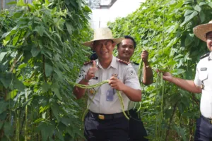 Lapas Banjarbaru Panen 60 Kilogram Kacang Panjang, Perkuat Ketahanan Pangan dan Kemandirian Warga Binaan (Dok. Istimewa)