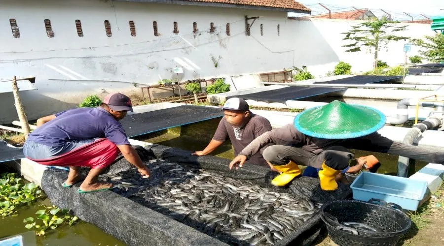 Panen Lele Lapas Madiun Tegaskan Keberhasilan Pembinaan Kemandirian Warga Binaan (Dok. Istimewa)