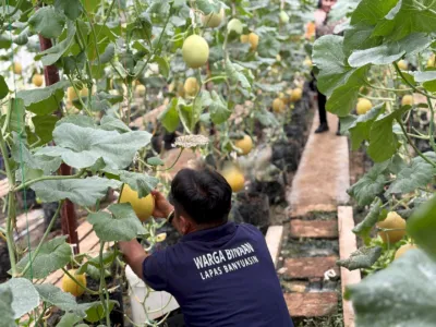 Panen Melon Inthanon Perkuat Ketahanan Pangan Lapas Banyuasin (Dok. Istimewa)