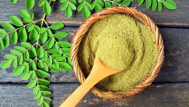 Daun Kelor dan Ragam Khasiat Medisnya (Dok. Istimewa)