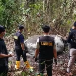 Kasus Kematian Gajah Sumatera di Pelalawan Terus Diselidiki, Polisi Periksa 33 Saksi