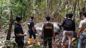 Kasus Kematian Gajah Sumatera di Pelalawan Terus Diselidiki, Polisi Periksa 33 Saksi