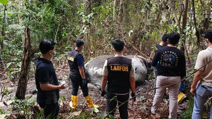 Kasus Kematian Gajah Sumatera di Pelalawan Terus Diselidiki, Polisi Periksa 33 Saksi
