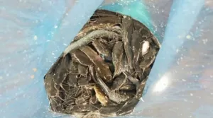 Panen 22,3 Kilogram Lele, Rutan Pelaihari Perkuat Pembinaan Kemandirian Perikanan Berbasis Bioflok