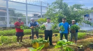 Lapas Batulicin Panen 35 Kilogram Kangkung, Perkuat Pembinaan Kemandirian dan Ketahanan Pangan