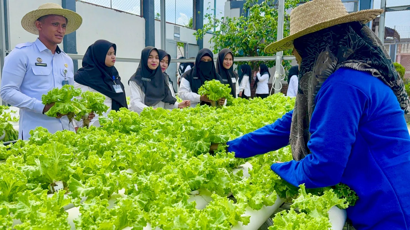 Lapas Kelas III Lhoknga Panen Selada Hidroponik Berbasis Pelatihan Kemandirian Warga Binaan sebagai Dukungan Ketahanan Pangan Nasional (Dok. Istimewa)