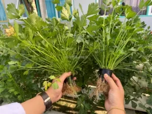 SAE Lapas Kelas IIB Tanjung Panen 150 Ikat Seledri, Perkuat Pembinaan Kemandirian Warga Binaan