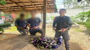 Lapas Kelas IIB Piru Optimalkan Program Pembinaan Kemandirian Melalui Panen Terong Produktif Untuk Ketahanan Pangan Dan Penguatan Keterampilan Warga Binaan