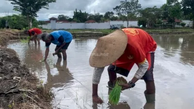 Lapas Atambua Perkuat Ketahanan Pangan Nasional Lewat Penanaman Padi Inpari