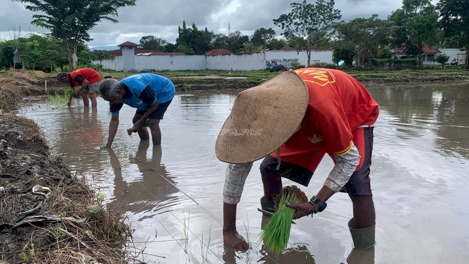 Lapas Atambua Perkuat Ketahanan Pangan Nasional Lewat Penanaman Padi Inpari