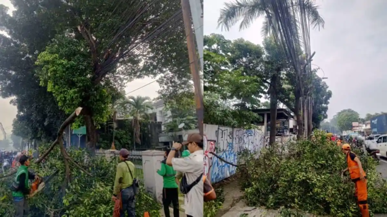 Sudin Tamhut Jakarta Timur Pangkas Pohon Serentak Cegah Tumbang