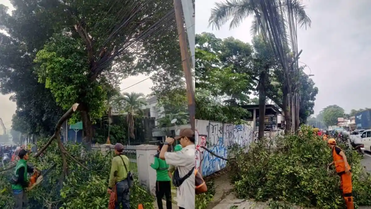 Sudin Tamhut Jakarta Timur Pangkas Pohon Serentak Cegah Tumbang