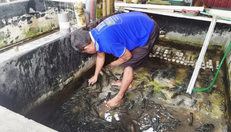 Lapas Narkotika Karang Intan Dorong Kemandirian Dengan Budidaya Lobster Air Tawar (Dok. Istimewz)