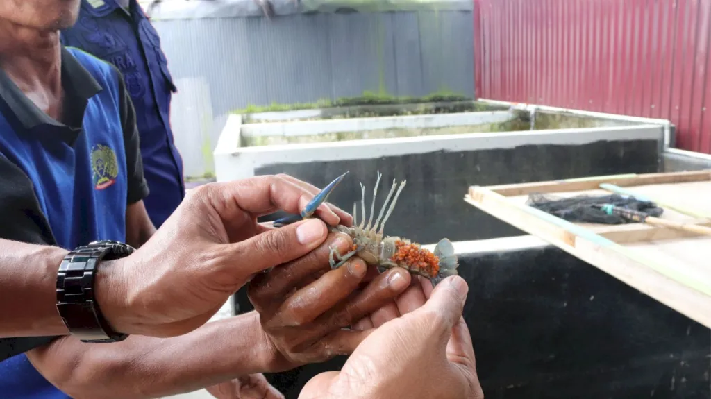 Lapas Narkotika Karang Intan Dorong Kemandirian Dengan Budidaya Lobster Air Tawar (Dok. Istimewa)