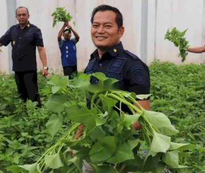 Panen Kangkung 20 Kg di Lembaga Pemasyarakatan Kelas IIB Tanjung (Dok. Istimewa)