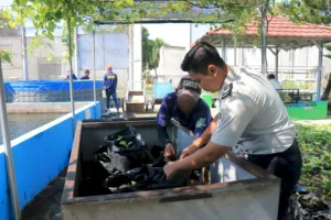 Optimalisasi Lahan Brandgang Lapas Pemuda Madiun Dorong Pembinaan Kemandirian Berbasis Pertanian Produktif dan Berkelanjutan bagi Warga Binaan (Dok. Istimewa)