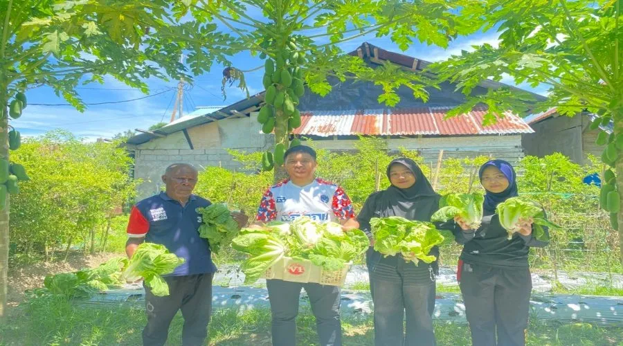 Panen Sawi Sakata Tegaskan Kemandirian Lapas Wahai (Dok. Istimewa)