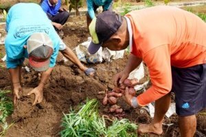 Produktif di Bulan Ramadan, Warga Binaan Lapas Narkotika Karang Intan Panen 45 Kilogram Ubi di Lahan SAE