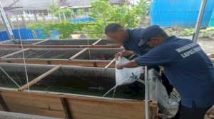 Lapas Amuntai Tebar 2.000 Bibit Lele di Kolam Keramba SAE