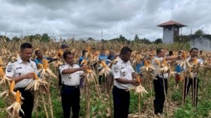Lapas Atambua Panen Raya 2 Ton Jagung Hibrida, Perkuat Pembinaan Kemandirian dan Ketahanan Pangan