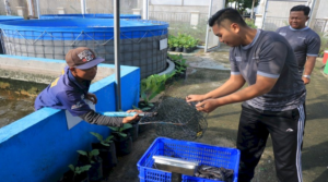 Panen Lele 46 Kilogram, Lapas Pemuda Madiun Perkuat Kemandirian dan Ketahanan Pangan Warga Binaan