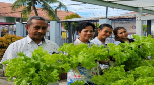 Panen Hidroponik Lapas Ambon Perkuat Kemandirian Pangan (Dok. Istimewa)