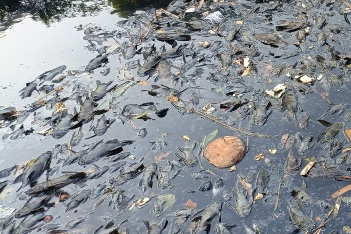 Pemprov DKI Jakarta Gencarkan Pengendalian Ikan Sapu-Sapu Demi Selamatkan Ekosistem Sungai
