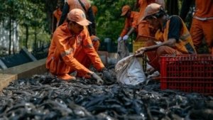 MUI Soroti Penguburan Ikan Sapu-Sapu Hidup-Hidup, Dinilai Bertentangan dengan Prinsip Kemanusiaan dan Syariah