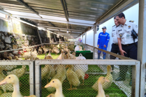 Jadi Rujukan Ketahanan Pangan, Program Pembinaan Inovatif Lapas Cibinong Dipelajari oleh Rutan Depok