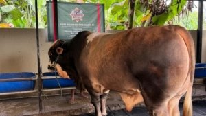 Presiden Prabowo Beli Sapi Kurban Rp120 Juta dari Peternak Ciputat untuk Warga Tangerang Selatan